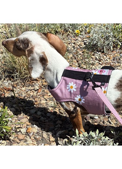 Easyfit Dog Harness - Size XL